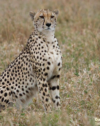 A35Daniel Greyvenstein Cheetah And Cub 070922 1 Final