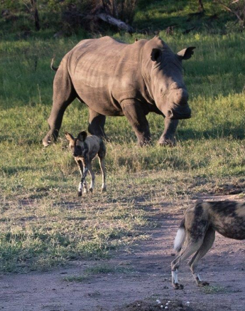 A11Jason Street Wilddog 011222 2. Final