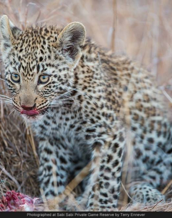 10506800 735333683180952 223187521204305701 O