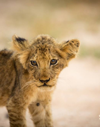 10993137 811781712202815 648619300054807901 O