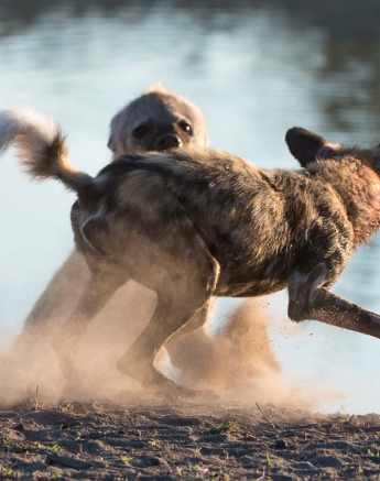 13Wild Dog And Hyena Terry 1 13Wild Dog And Hyena Terry 1
