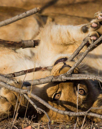 07Franscois Rosslee Lioncub2 1 Of 1