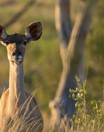 32Terry Ennever Kudu Attention Final 32Terry Ennever Kudu Attention Final