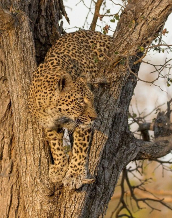 16Franscois Rosslee LBC1 240617 Final