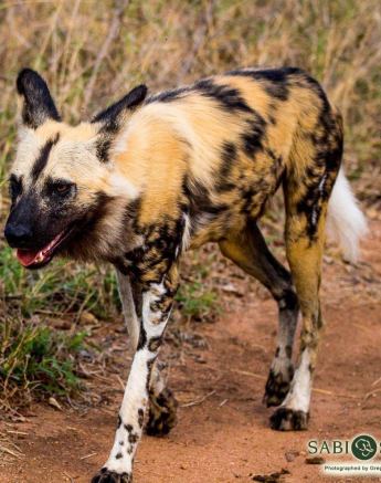 17Greg Heasman African Wild Dog 1 Final 17Greg Heasman African Wild Dog 1 Final