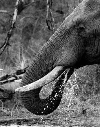02Greg Heasman Elephant Drinking Final 02Greg Heasman Elephant Drinking Final