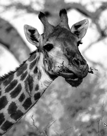 20Kevan Dobbie Giraffe 2107 Final 20Kevan Dobbie Giraffe 2107 Final