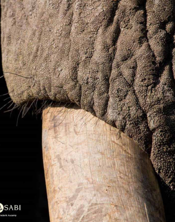 11Frederik Aucamp Elephant Textures 2 Final 11Frederik Aucamp Elephant Textures 2 Final