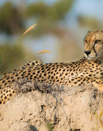 23Terry Ennever Cheetah 12318 Final