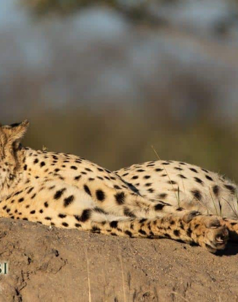 01Kerry Lee Roberg Cheetah2 Final 01Kerry Lee Roberg Cheetah2 Final
