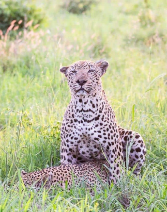 11Frederik Aucamp Xivonekele Male Leopard Mating 13 01 19 1 Final 11Frederik Aucamp Xivonekele Male Leopard Mating 13 01 19 1 Final