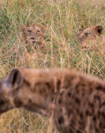 06Kevin Van Der Linde Lions Styx 29042019 5 Final