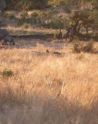 12Frederik Aucamp Talamati Male Lions And White Rhino 16 06 2019 1 Final 12Frederik Aucamp Talamati Male Lions And White Rhino 16 06 2019 1 Final