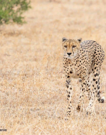 21Kevin Van Der Linde Cheetah 11102019 Final 21Kevin Van Der Linde Cheetah 11102019 Final