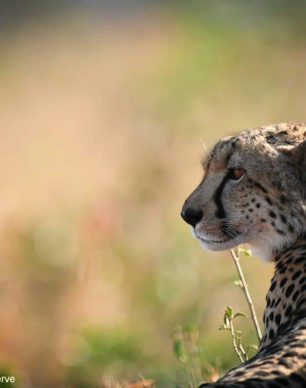 56Ally Ross 20200714 Cheetah Female 01 Final 56Ally Ross 20200714 Cheetah Female 01 Final