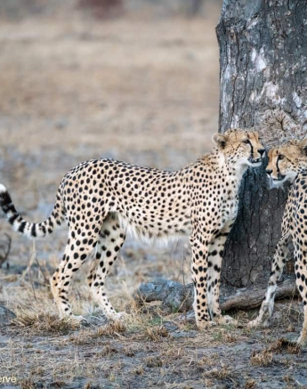 39Chris Renshaw Cheetah 25082020 Final