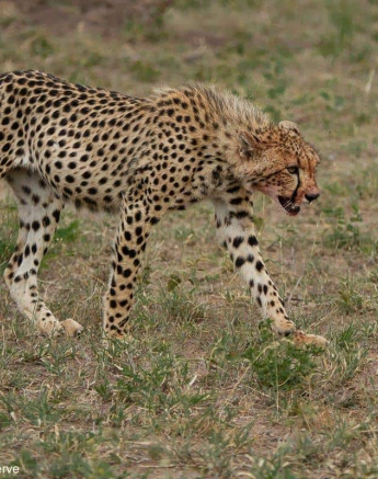 09Amy Leigh Cheetah Cubs 3 131220 Final 09Amy Leigh Cheetah Cubs 3 131220 Final