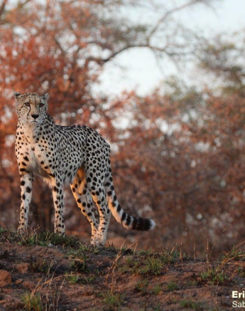 25Erin Herbst Cheetah 2 270721 Final