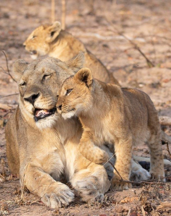 A07andries Lions Styx Blog 2 Final A07andries Lions Styx Blog 2 Final