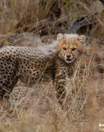 A11Amy Leigh Cheetah With Cubs 2 220921 Final A11Amy Leigh Cheetah With Cubs 2 220921 Final