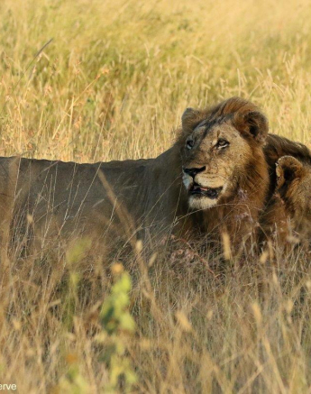 07andries Lions.nwas 030521 2 Final 07andries Lions.nwas 030521 2 Final