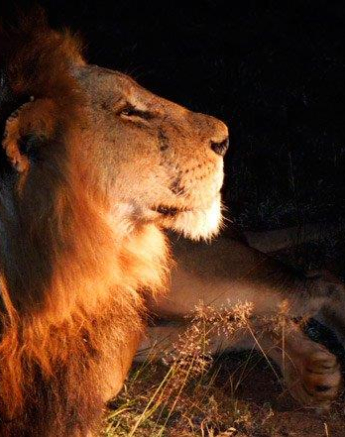 08April2014 Smit Lion 08April2014 Smit Lion