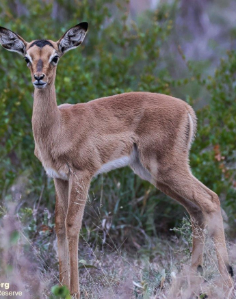 A01Coenraad Stapelberg Impala 031222 1 Final