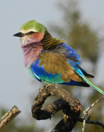 Lilac Breasted Roller Lilac Breasted Roller