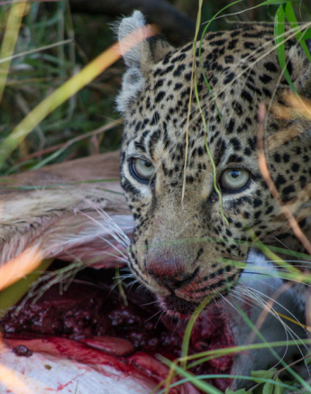 Nottins Mala Bamba 1 Nottins Mala Bamba 1