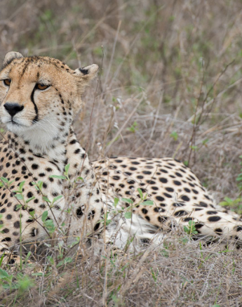 Mike Palmer Cheetah 1 Mike Palmer Cheetah 1