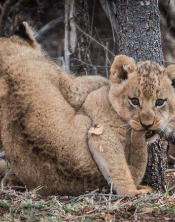 07Terry Ennever SP Cubs 16 8 16 3 07Terry Ennever SP Cubs 16 8 16 3