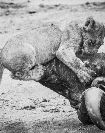 31Terry Ennever Lions 221016 31Terry Ennever Lions 221016