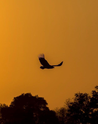 29Kyle Lappet Faced Vulture Sunset 2 Final 29Kyle Lappet Faced Vulture Sunset 2 Final
