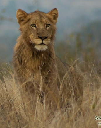 01Frederik Aucamp Young Male Lion Final 01Frederik Aucamp Young Male Lion Final