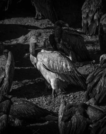 15 Kevan Dobbie Cape Vulture 040118 15 Kevan Dobbie Cape Vulture 040118