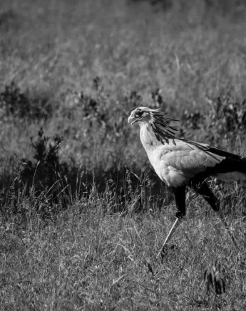 30Conrad Zeelie Secrectary Bird Bw Final 30Conrad Zeelie Secrectary Bird Bw Final