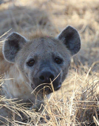 15Louise Murray Hyena 22072018 3 Final 15Louise Murray Hyena 22072018 3 Final
