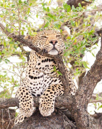 10Frederik Aucamp White Dam Male Leopard 22 11 2018 2