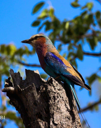41Louise Murray Lilac Breasted Roller 11112018 Final