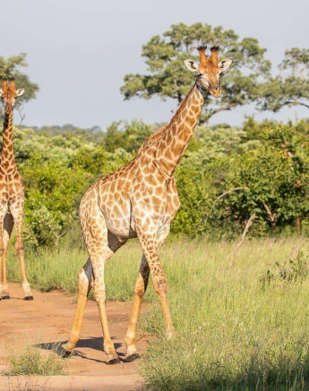 27Frederik Aucamp Giraffe 27 02 2019 1 Final 27Frederik Aucamp Giraffe 27 02 2019 1 Final