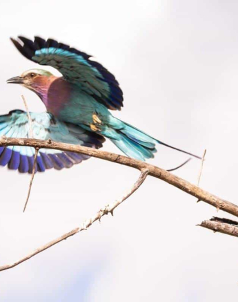38Frederik Aucamp Lilac Breasted Roller 05 05 2019 Final 38Frederik Aucamp Lilac Breasted Roller 05 05 2019 Final