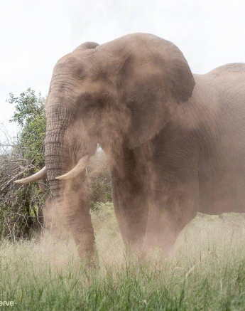 43Kevin Van Der Linde Elephant 29122019 Final 43Kevin Van Der Linde Elephant 29122019 Final