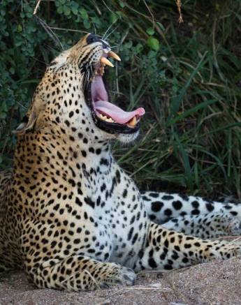 08Kevan Dobbie Max 2505.1 Final