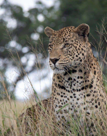 10Louise Murray Wd 17042020 1 Final