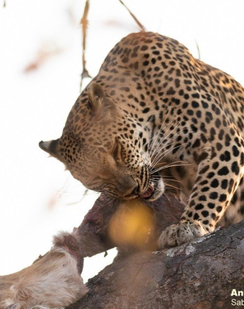 A01andries Leopard.nstumi Blog 1 Final A01andries Leopard.nstumi Blog 1 Final