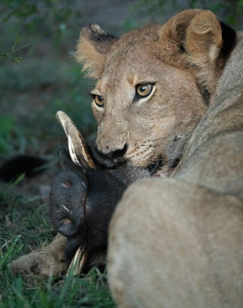 A32Daniel Greyvenstein Styx Pride 291122 4 Final