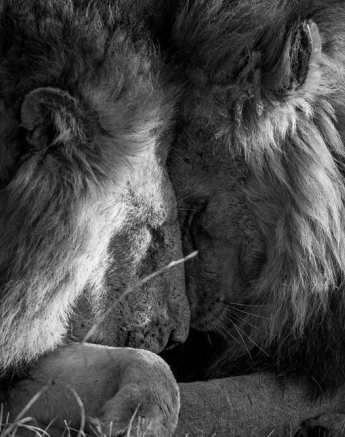 Sand River Southern Pride 1 Sand River Southern Pride 1