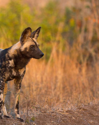 04Pravir Patel Wild Dog 01 04Pravir Patel Wild Dog 01