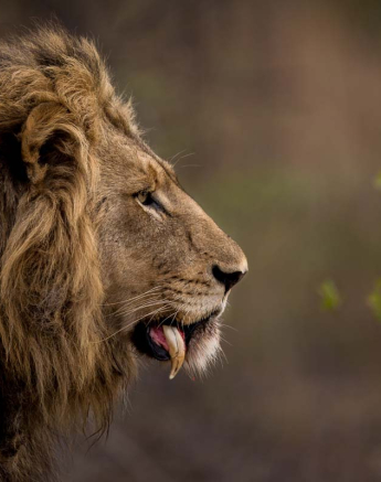 16Pravir Patel Lion01 191115 16Pravir Patel Lion01 191115