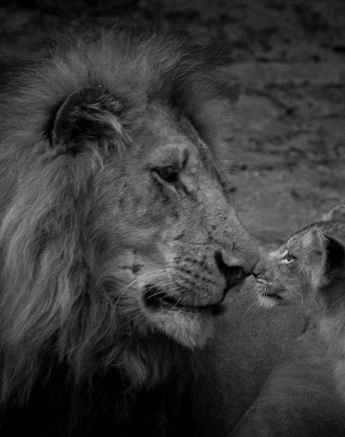 12Mike L Sp Cub Play 4